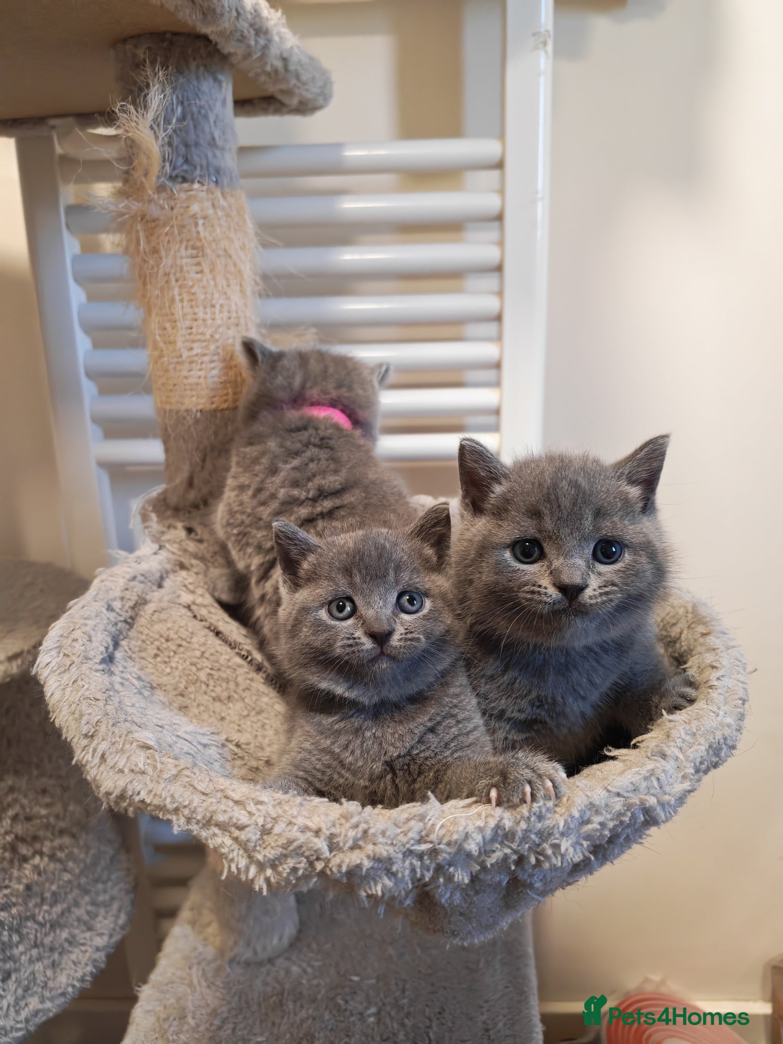 British Shorthair cats ✨British Shorthair Kittens Ready for Loving Home!✨ - Advert 16