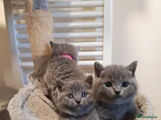 British Shorthair cats ✨British Shorthair Kittens Ready for Loving Home!✨ - Advert 16