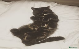 Persian cats for sale: Sad sale of my beautiful Persian  - Image 3