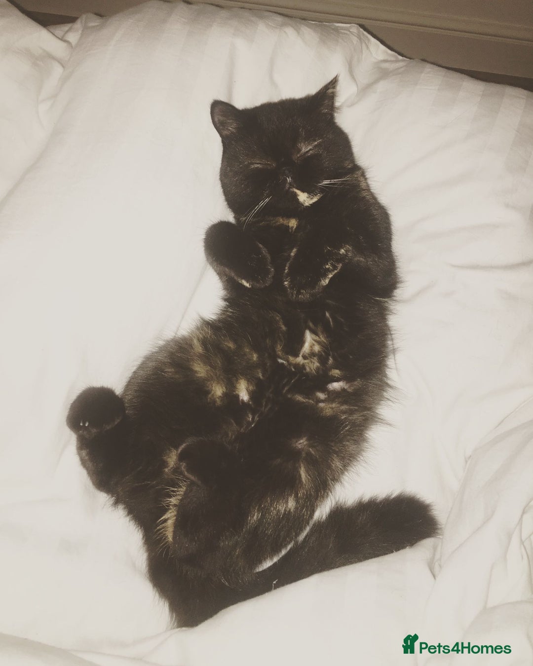Persian cats for sale: Sad sale of my beautiful Persian  - Image 3