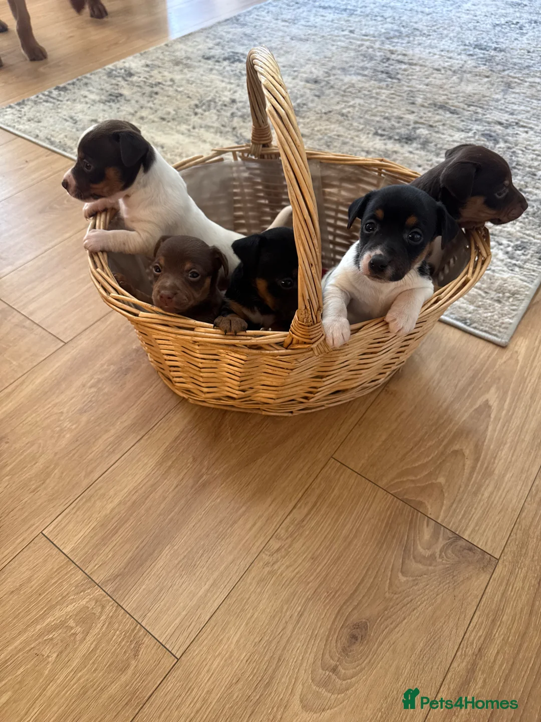 Jack Russell dogs for sale: Jack Russel smooth coat short leg - Advert 2