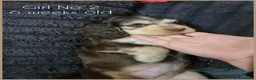 Cocker Spaniel dogs for sale: KC Sired Show Cocker Spaniels puppies| Champ Lines - Advert 25