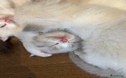 Ragdoll cats for sale: Beautiful Ragdoll gccf registered - Image 9