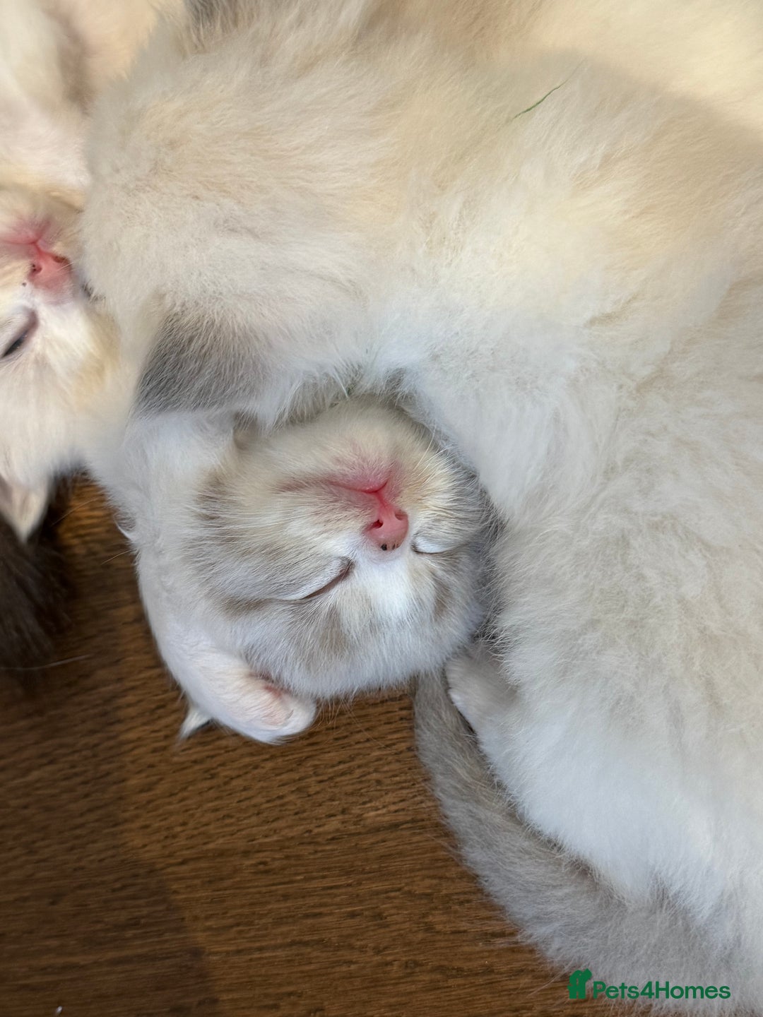 Ragdoll cats for sale: Beautiful Ragdoll gccf registered - Image 9