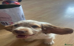 Cocker Spaniel dogs for sale: Cocker spaniel boy  - Image 1