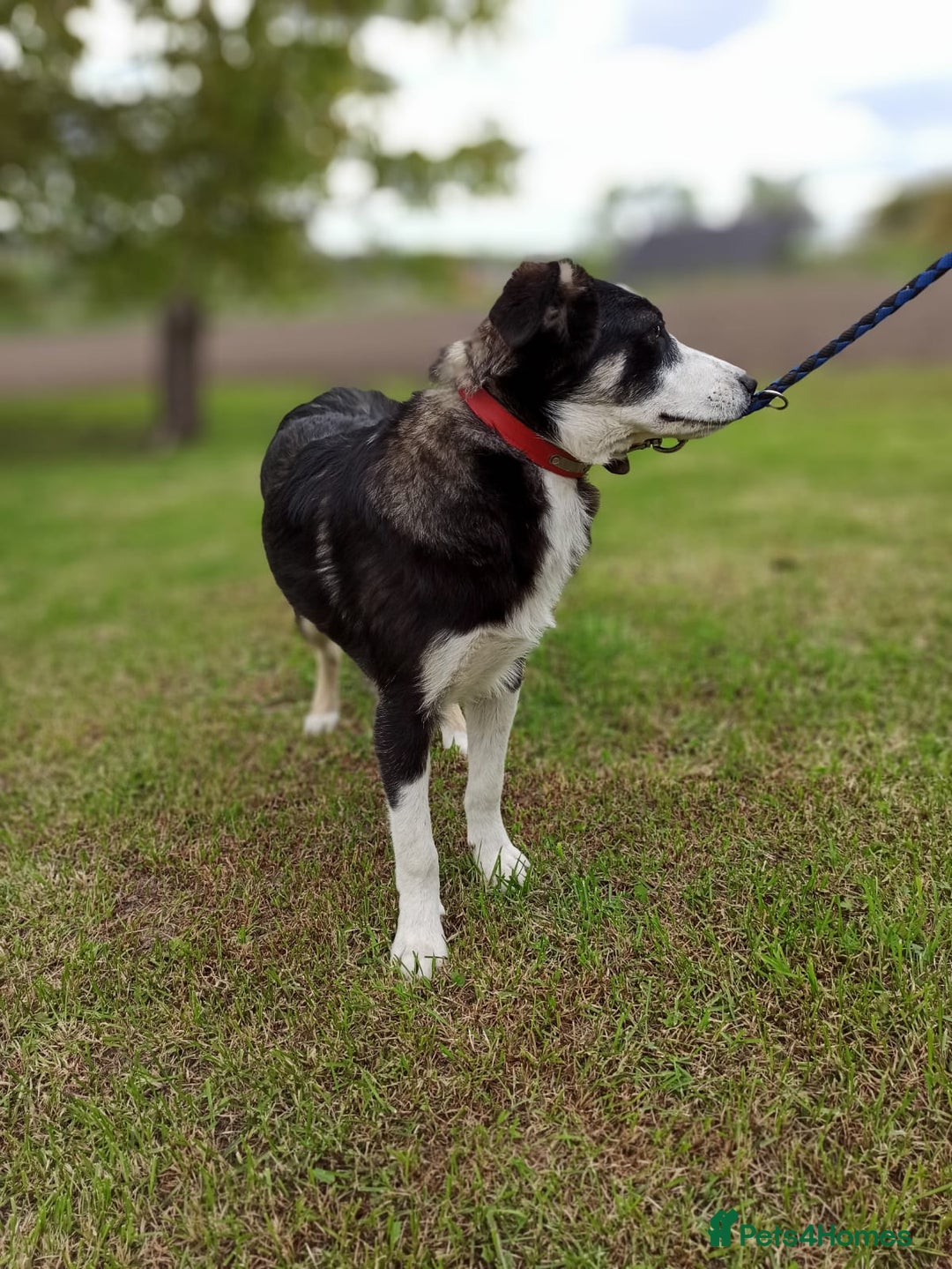 Mixed Breed dogs for adoption: 💙BENNY💙 – Dreams of His First Birthday at Home - Advert 20
