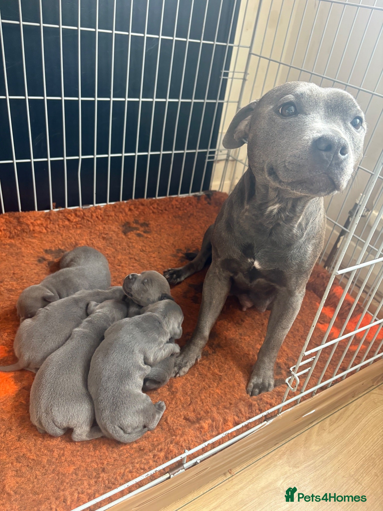 Staffordshire Bull Terrier dogs KC puppies for new homes  - Advert 1