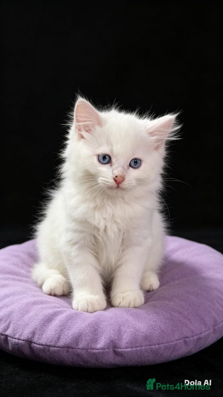 Ragdoll cats Beautiful full ragdoll kittens  - Advert 2