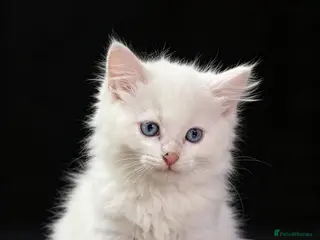 Ragdoll cats Beautiful full ragdoll kittens - Advert 2
