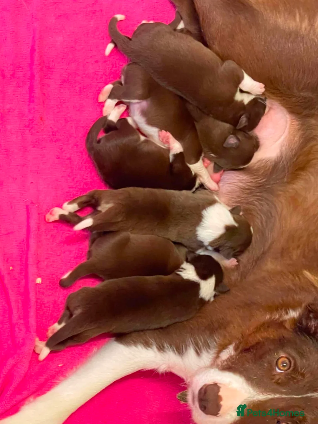 Border Collie dogs for sale: 3xBeautiful Red&White MALE Border Collie Puppies. - Advert 2