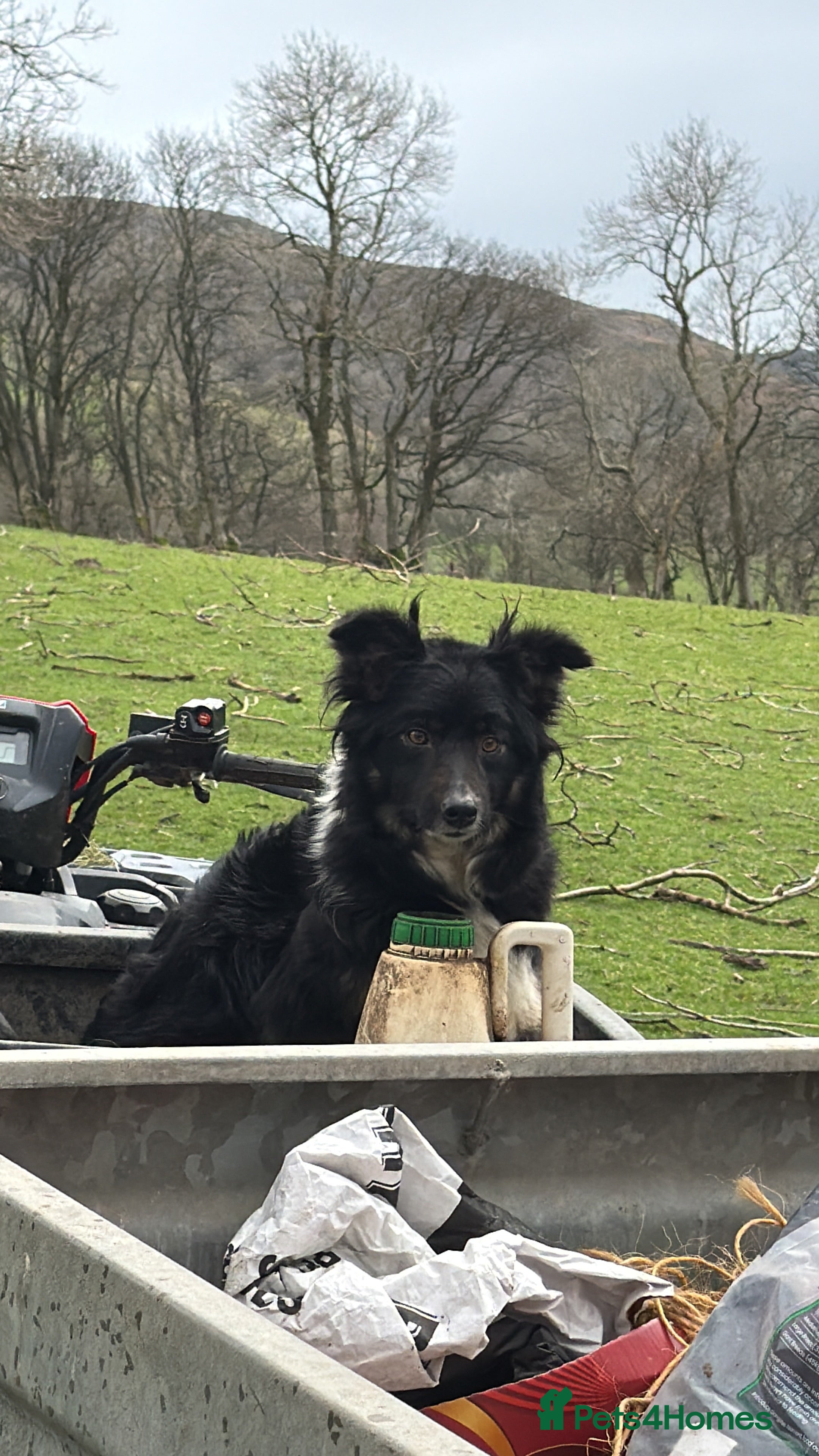 Border Collie dogs 3 male puppies for sale - Advert 7