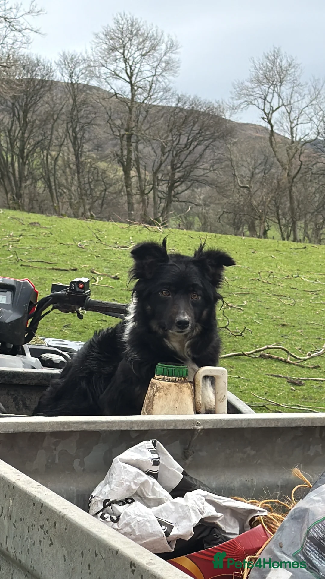 Border Collie dogs for sale: 3 male puppies for sale - Advert 1