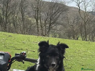 Border Collie dogs 3 male puppies for sale - Advert 11