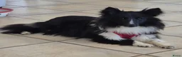 Shetland Sheepdog dogs for sale: Bi black shetland sheepdog  in Spalding - Advert 4