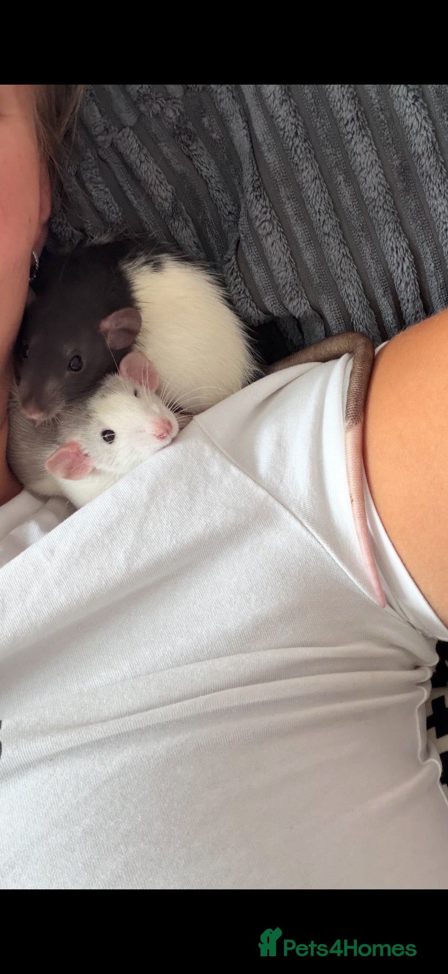 Rat rodents 2 male rats, well bonded  - Advert 1