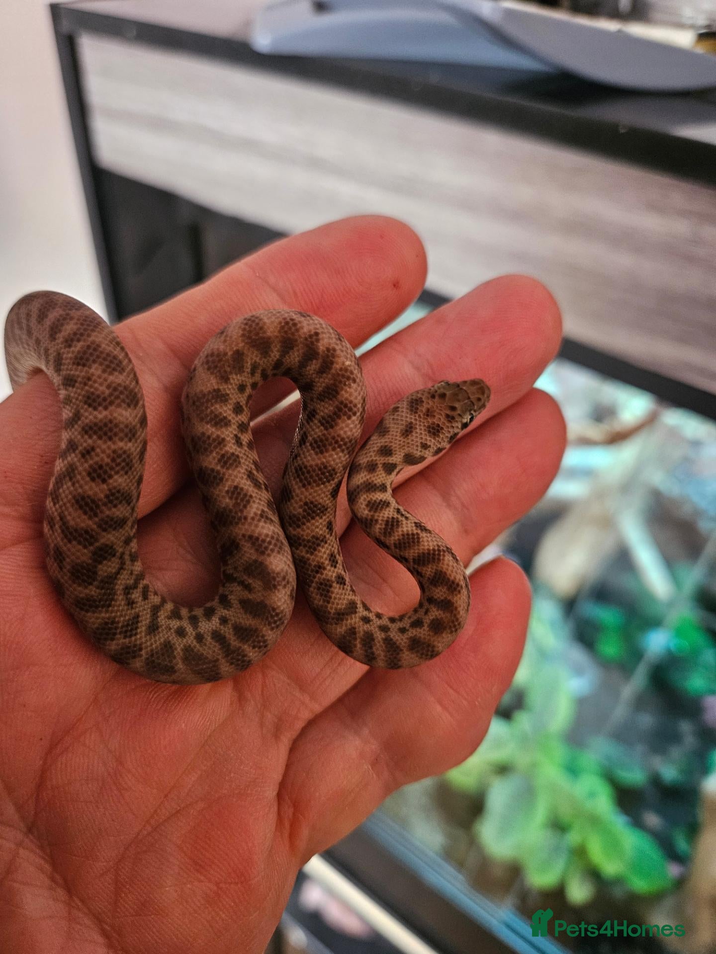 Python Snake reptiles Baby childrens python  - Advert 15