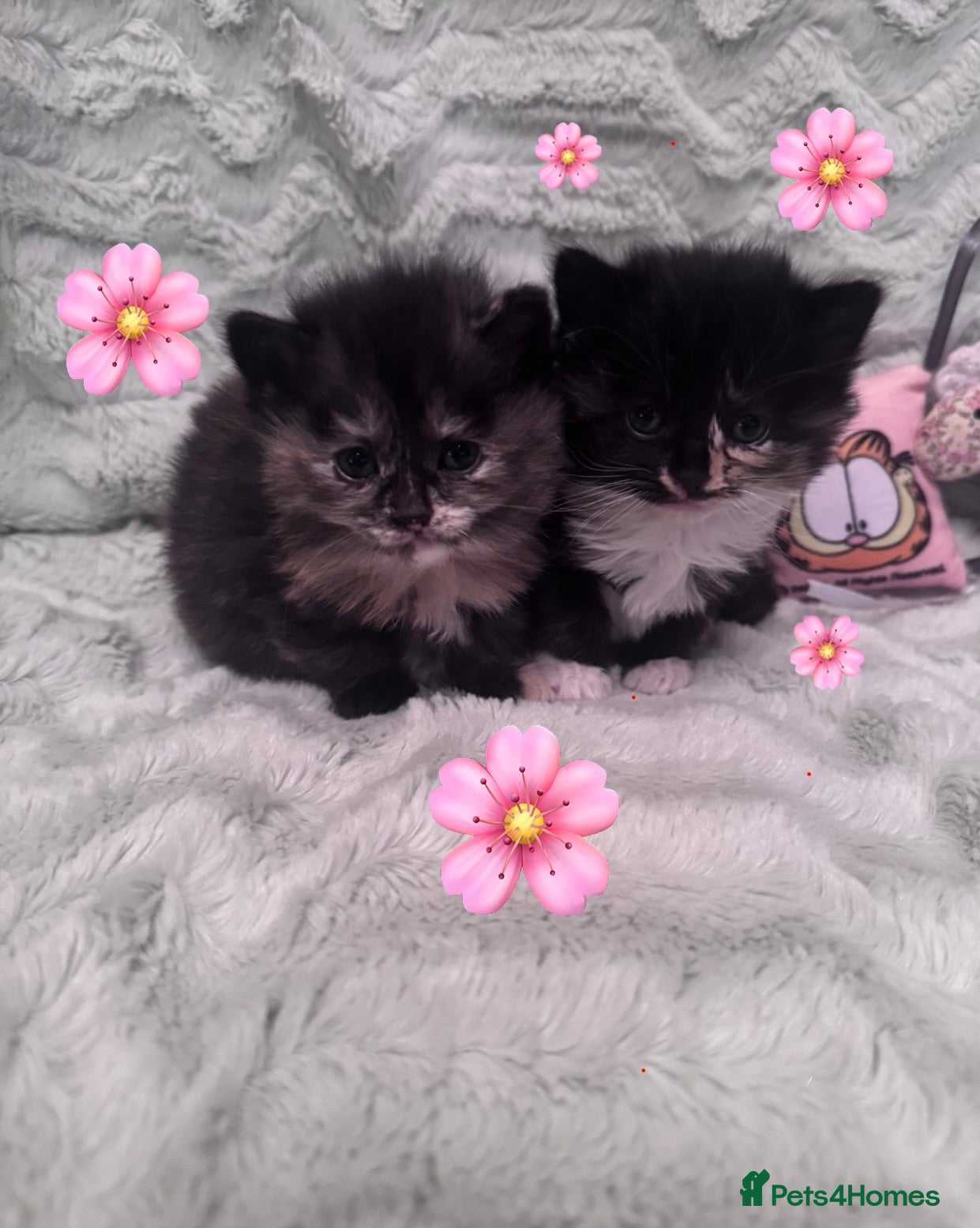 Mixed Breed cats 💎Persian X Maincoon X Nebelung💎 - Advert 1