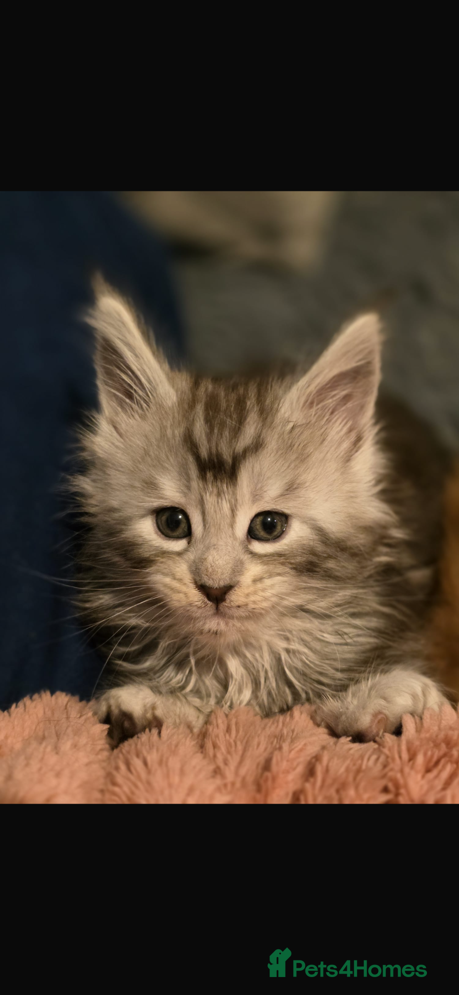 Maine Coon cats Female mainecoon - Advert 4