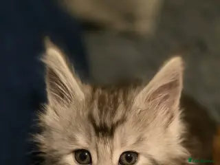 Maine Coon cats Female mainecoon - Advert 14