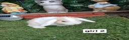 Mini Lop rabbits for sale: 8 Mini lop baby rabbits for sale - Advert 5
