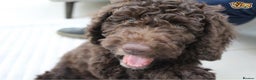 Standard Poodle dogs for stud: Beautiful Moyen Poodle Stud in Warwick - Advert 8