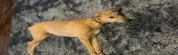 Mixed Breed dogs for sale: Greyhound cross wolfhound lurc 5months old puppy  - Advert 2
