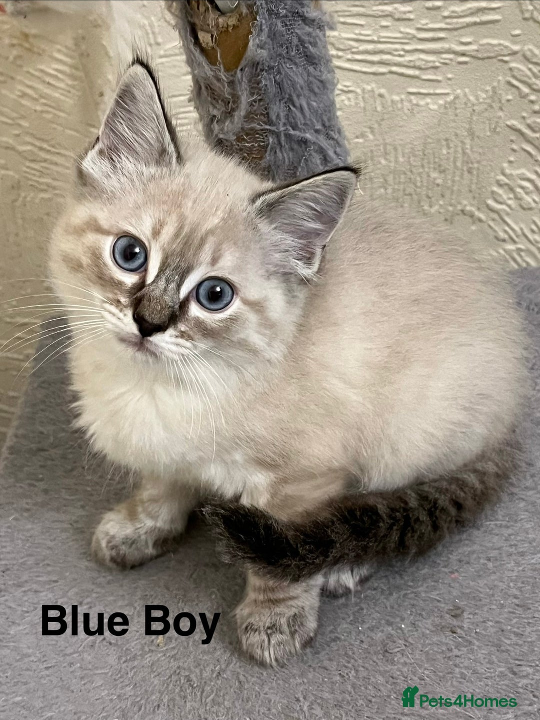 Ragdoll cats for sale: ❤️5 Beautiful Pure Ragdoll Kittens❗️❤️🐈 - Advert 19