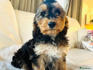 Cockapoo dogs 🔥Stunning F1 Cockapoo Puppies🔥 - Advert 1