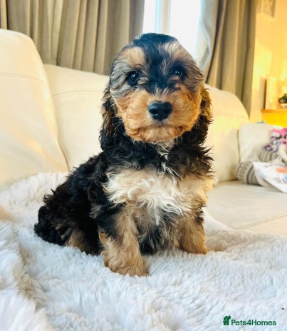 Cockapoo dogs 🔥Stunning F1 Cockapoo Puppies🔥 - Advert 2