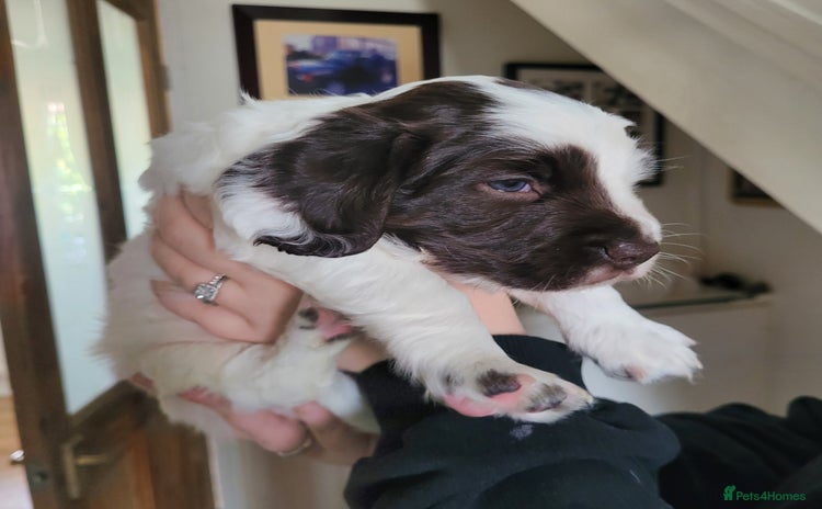 Sprocker dogs - Advert 15