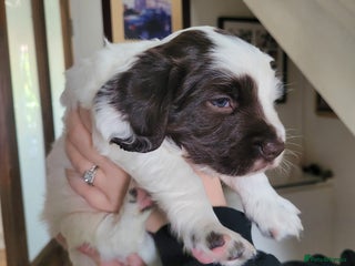 Sprocker dogs - Advert 9