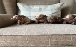 Miniature Dachshund dogs for sale: Stunning miniature long haired Dachshund’s  - Image 4