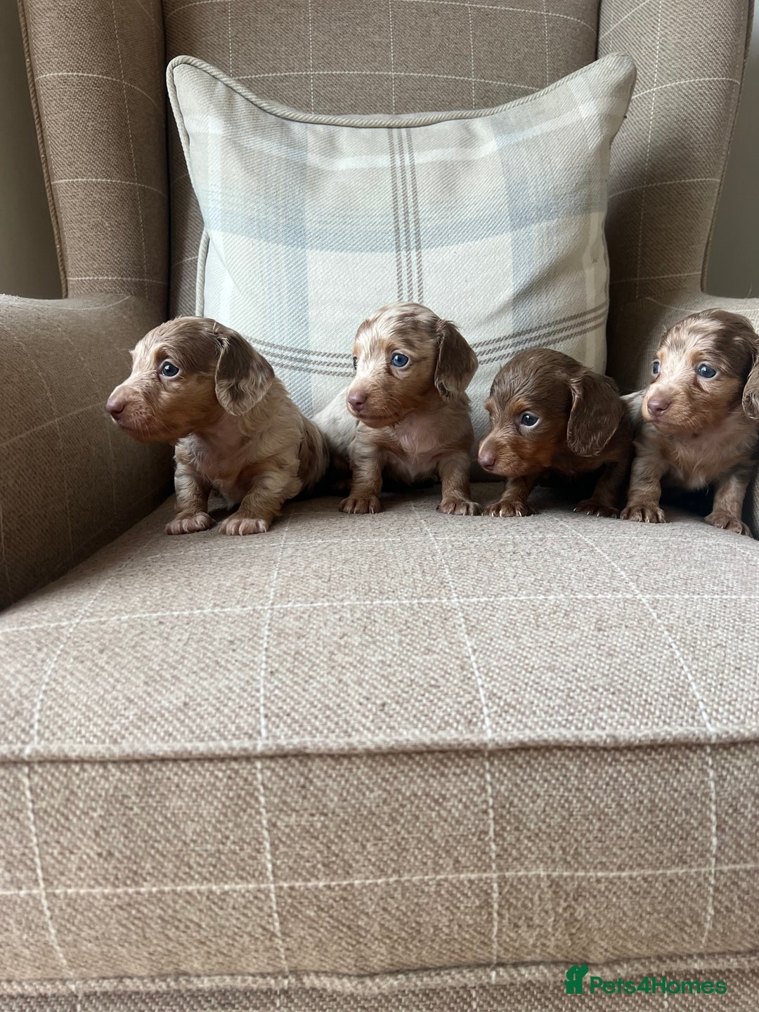 Miniature Dachshund dogs for sale: Stunning miniature long haired Dachshund’s  - Image 4