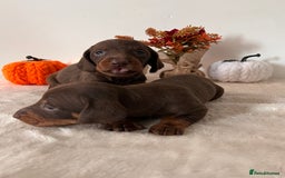 Dachshund dogs for sale: Beautiful Standard Dachshund Puppies  - Image 19