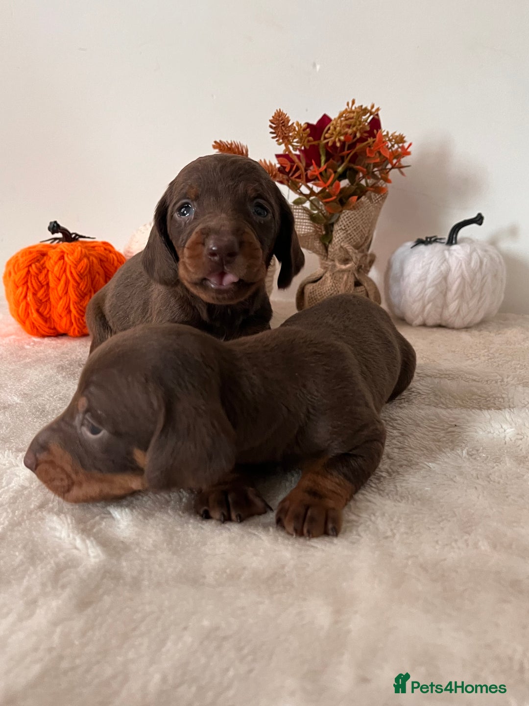 Dachshund dogs for sale: Beautiful Standard Dachshund Puppies  - Image 19
