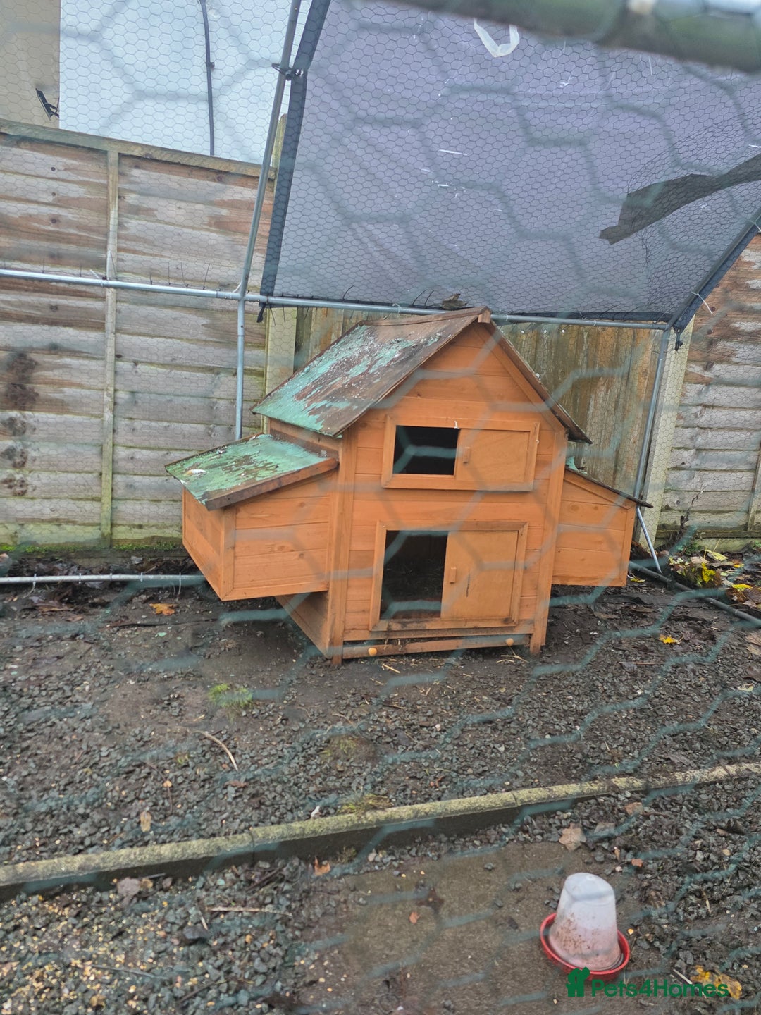 Chickens poultry for sale: Polish Chickens - Advert 6