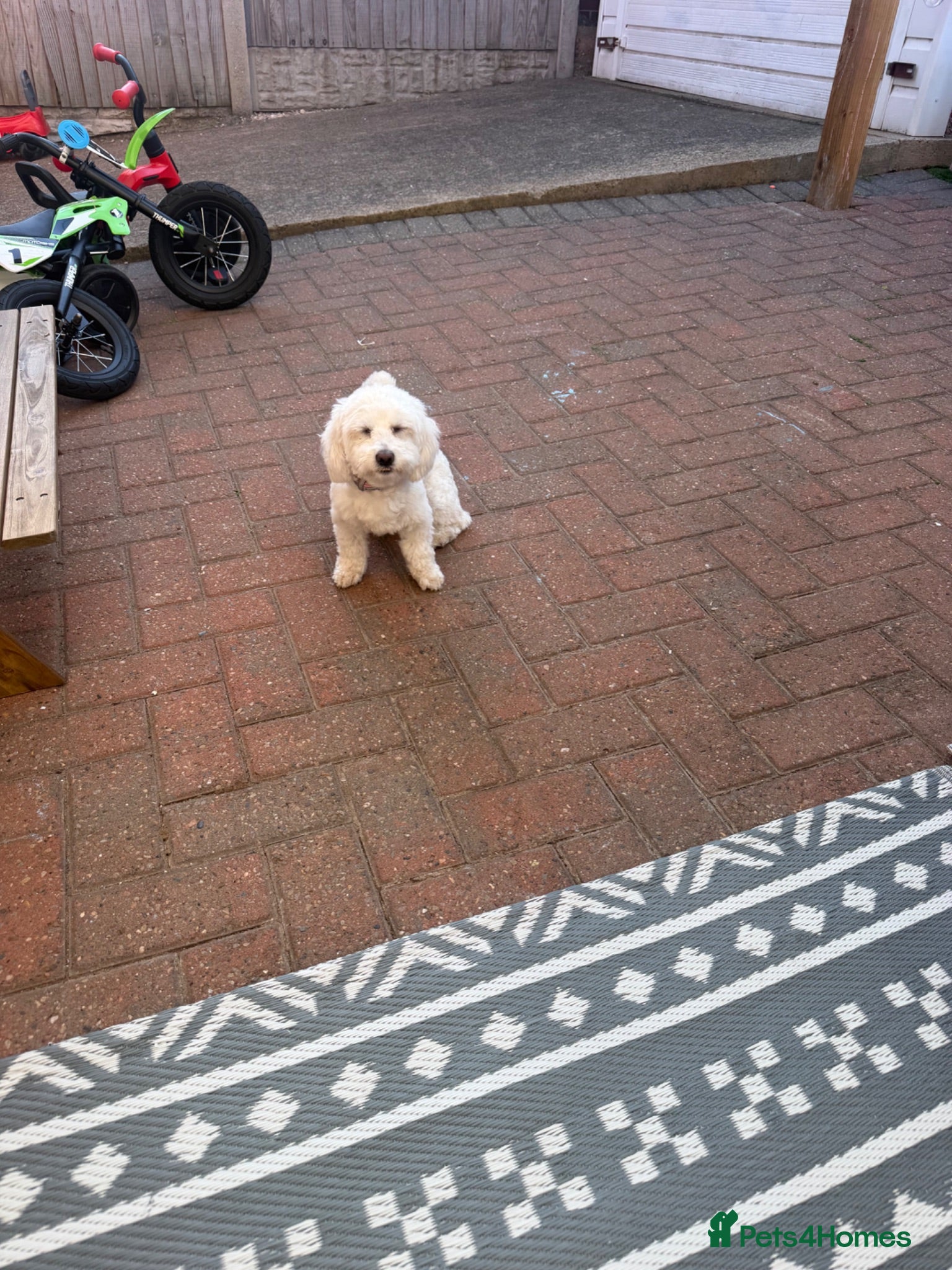 Bichon Frise dogs Bichon Maltese  - Advert 4
