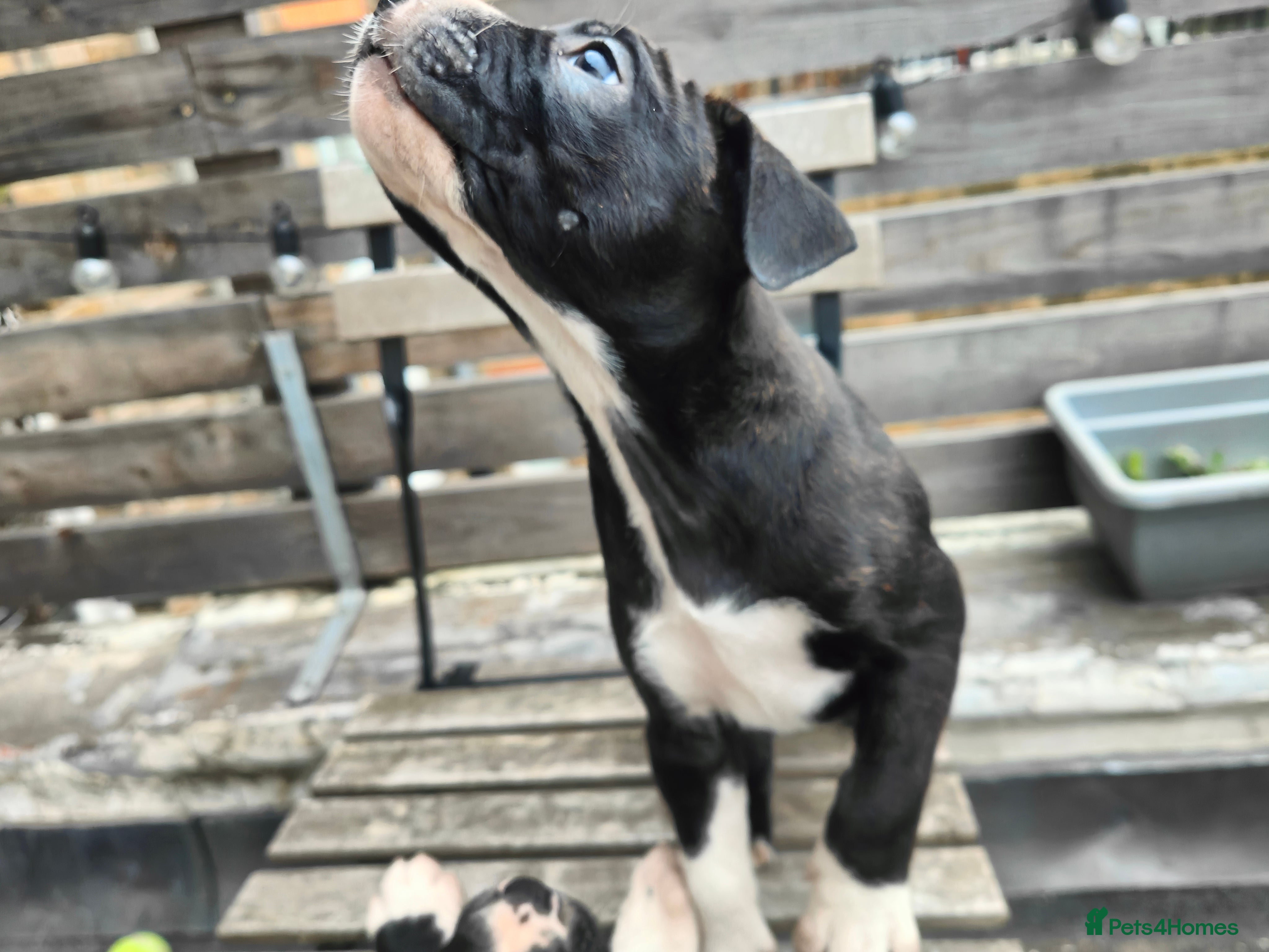 Mixed Breed dogs AVAILABLE NOW Olde English Bulldogge/Staffy Collie - Advert 1