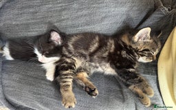 Domestic Shorthair cats for sale: Super sweet kittens - Image 3