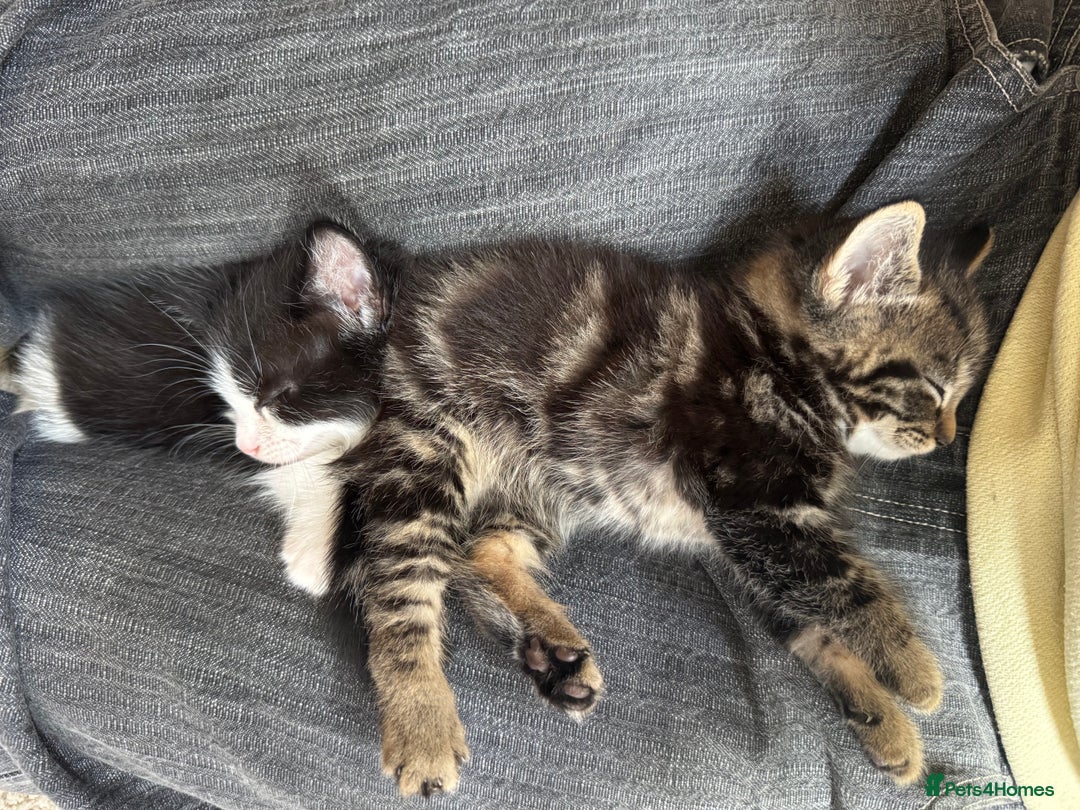 Domestic Shorthair cats for sale: Super sweet kittens - Image 3