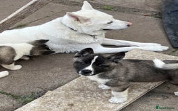 Akita dogs for sale: Ready Now! American Akita Puppies in Liverpool - Image 7