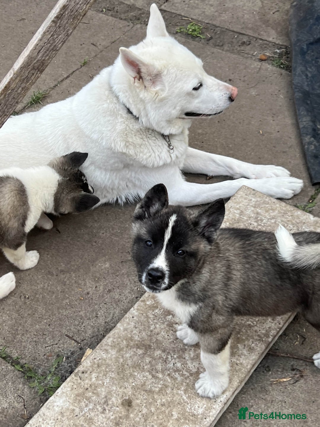 Akita dogs for sale: Ready Now! American Akita Puppies in Liverpool - Image 7