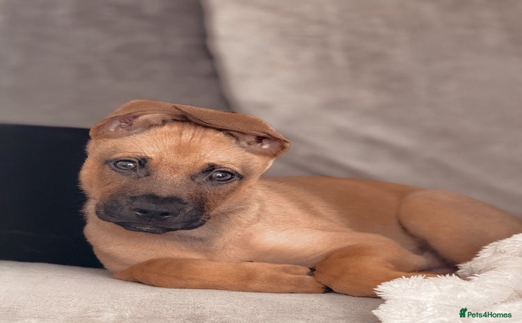 Mixed Breed dogs - Advert 7