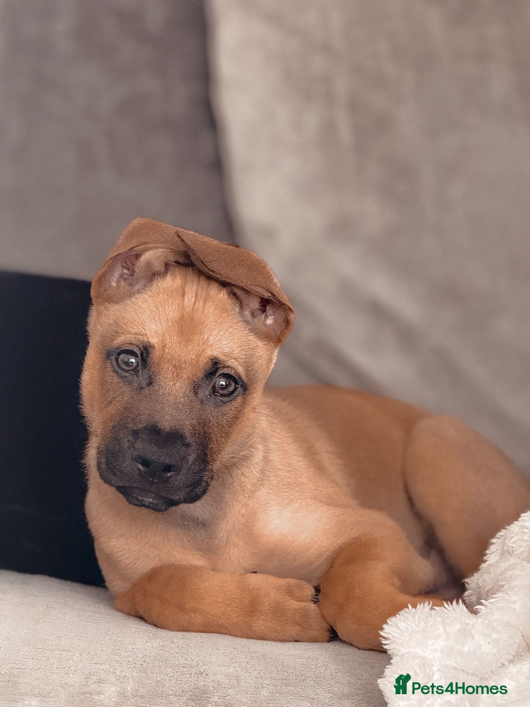 Mixed Breed dogs for sale: Max 12 weeks old  - Image 1