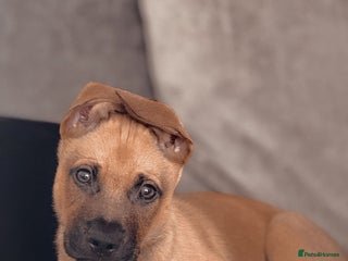 Mixed Breed dogs - Advert 1