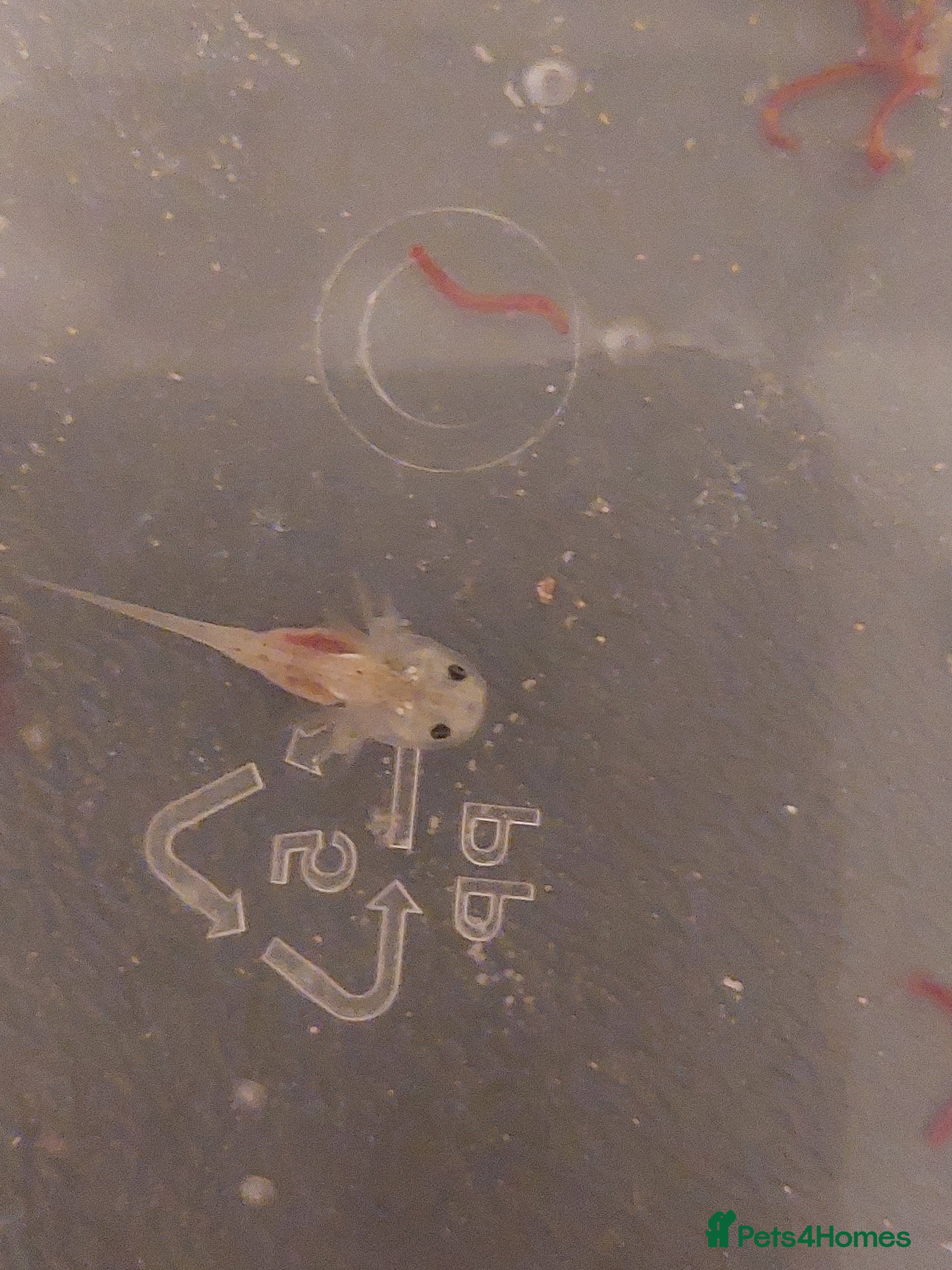 Axolotl reptiles Baby Leucistic 'pink' axolotls  - Advert 2