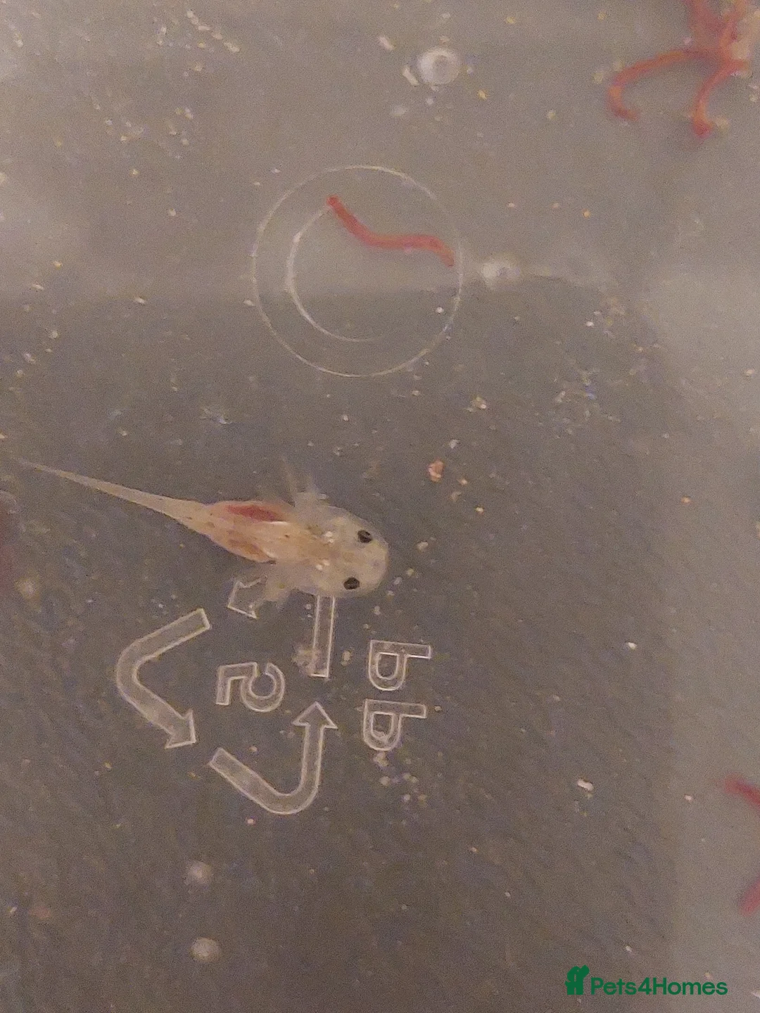 Axolotl reptiles for sale: Baby Leucistic 'pink' axolotls  - Advert 1