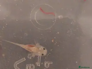 Axolotl reptiles Baby Leucistic 'pink' axolotls - Advert 1