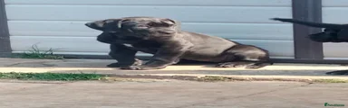 Cane Corso Puppy 1