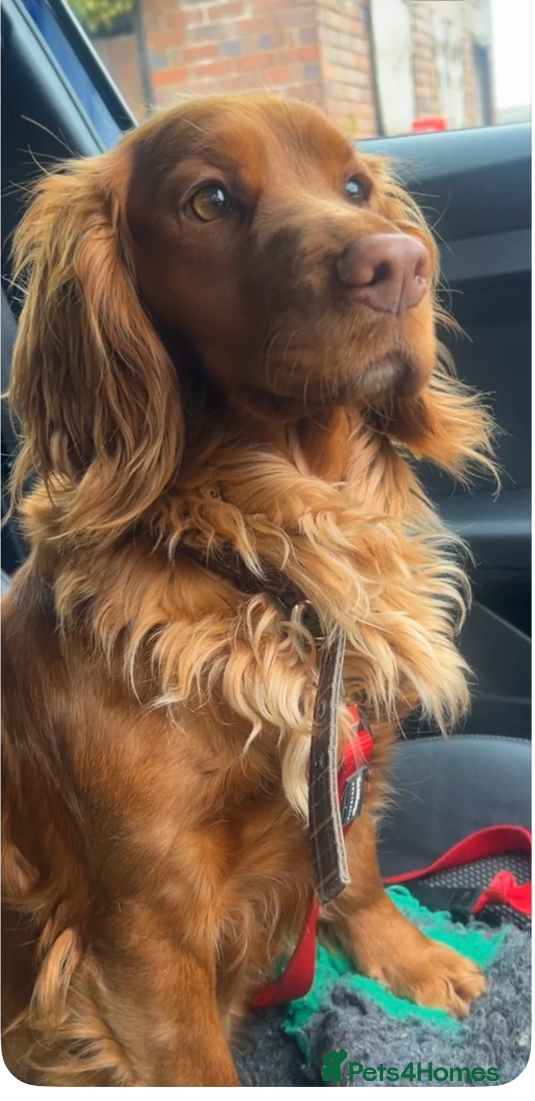 Cockapoo dogs for sale: Outstanding f1 cockapoo puppies  - Advert 1